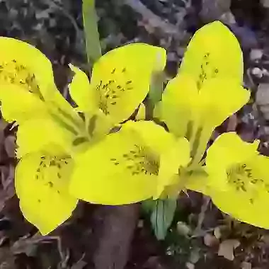 Danfordiae